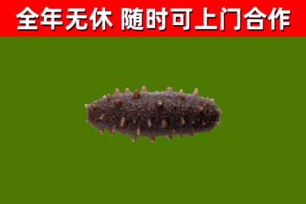 澜沧回收海参干